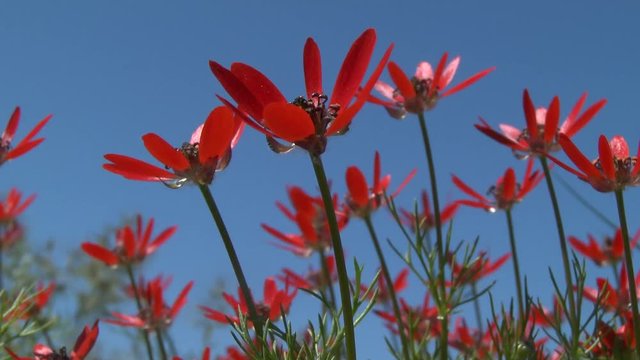 Red flowers of summer pheasant's-eye (Adonis aestivalis) against a blue sky, medium shot.
