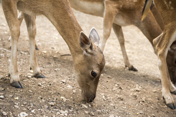 Deer Fallow eating freely in pasture