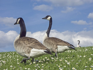 Kanadagans auf Wiese mit Gänseblümchen