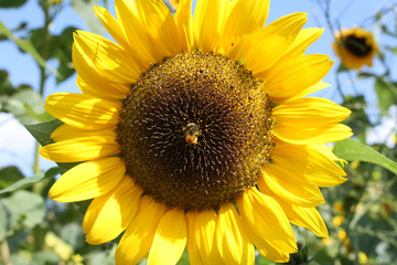 Sonnenblume in der Sonne im Vordergrund und unscharfe Sonnenblume im Hintergrund.Where:  Hamburg.When: 07.09.2008.