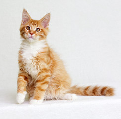 red kitten sitting and looking