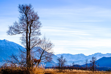 landscape murnauer moos - bavaria