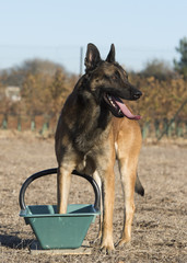 training of malinois