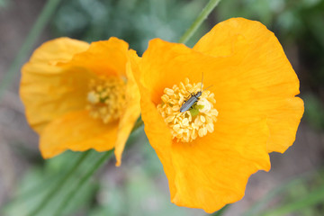 Fototapeta premium dottergelber Klatschmohn mit Insekt auf dem Stempel.Where: botanischer Garten Hamburg.When: 22.05.2011.