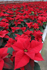 Poinsettia flowers. Christmas star flowers. Field of red Christmas star flowers in greenhouse for sale. Background texture photo of Christmas star flowers, floral pattern 