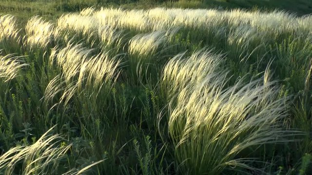The feather grass steppe in sunset hours, middle shot.
