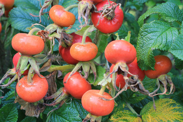 Staude mit großen Hagebutten.Where: Sylt.When: 19.08.2012.