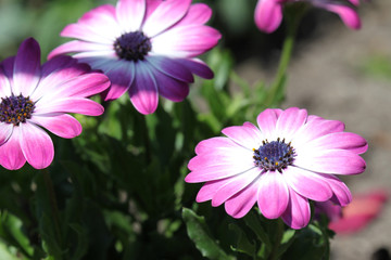 Komposition mit drei violett-weiss farbenen Astern.Where: Hamburg.When: 28.06.2015.