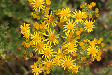 Komposition mit einer Staude stark strukturierter gelber Blüten.Where: Hamburg.When: 05.07.2015.  