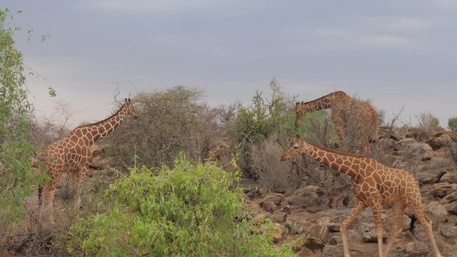 Giraffes Eat Leaves From Trees. The Samburu Of Kenya.