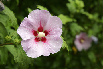 rosa farbene Malve mit roten Punkten mit perlenden Regentropfen.Where: Neusiedler See, Österreich.When: 09.07.2017.