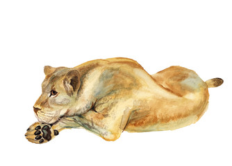 Fototapeta premium Watercolor lying lioness