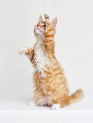 red kitten is standing on two legs