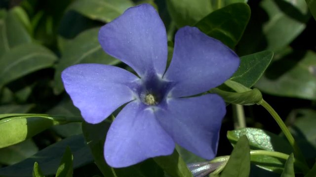 Spring: blue flower small periwinkle (Vinca minor).
