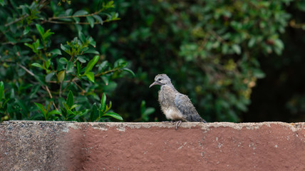Young Dove