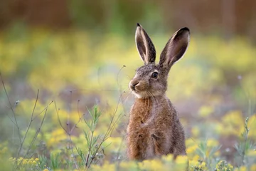 Foto op Aluminium European hare stands in the grass and looking at the camera.   Lepus europaeus © Tatiana