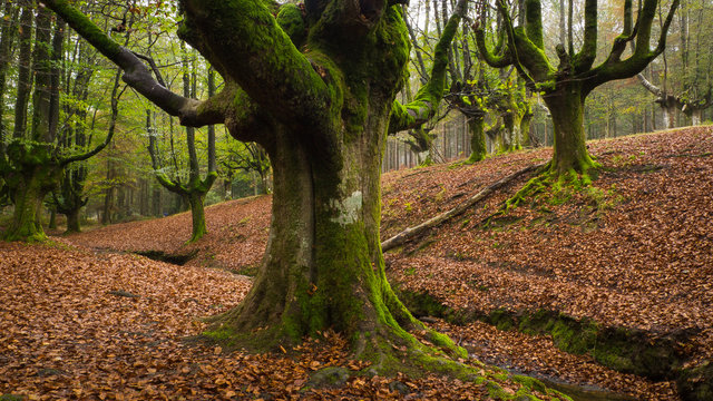 Hayedo de Otzarreta en oto&ntilde;o