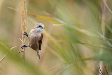 European penduline tit (Remiz pendulinus). Wild bird in a natural habitat © Tatiana
