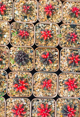 Closed up cactus in flower pot