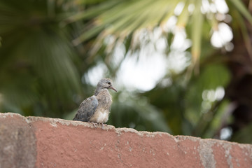 Pigeon baby