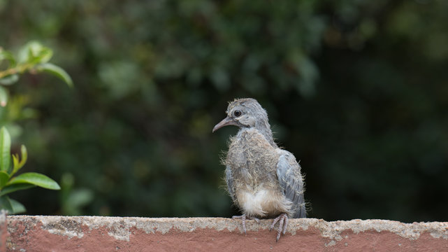 Baby dove on a wall