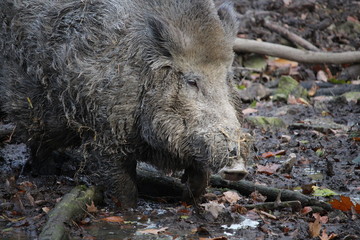 Wildschwein