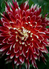 A beautiful dahlia flower - warm red tones
