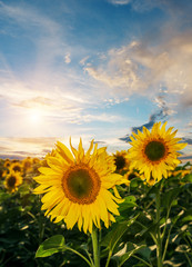 Big meadow of sunflowers. Design of nature.