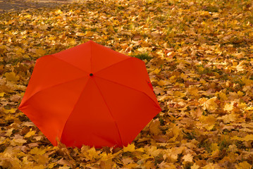 Orange umbrella on the autumn maple leaves background