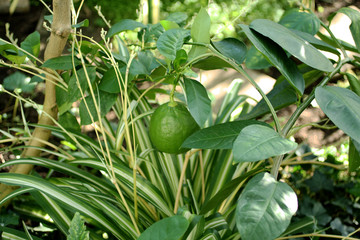 Green fruit of lemon growing on branch in wild. Young bush lime on background of grass.