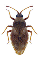 Bug Oncochila simplex on a white background