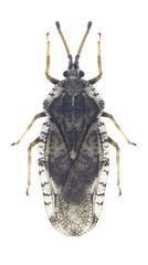 Bug Tingis cardui on a white background