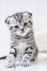 Fototapeta na wymiar Portrait of adorable grey kitten on white background.