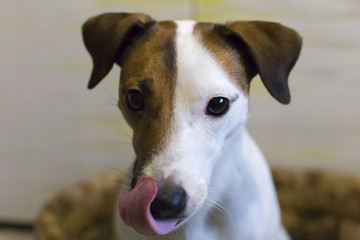portrait of a Jack Russell