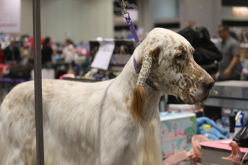 English Setter - Dog Grooming 