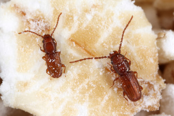 Rusty grain beetle Cryptolestes ferrugineus is a beetles of the family Laemophloeidae, known as...