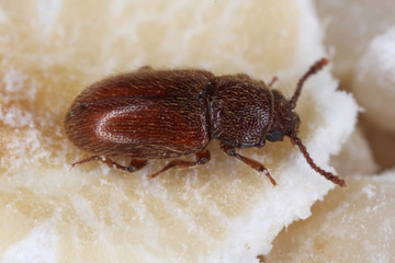 beetle Cryptophagus of the family Cryptophagidae, the silken fungus beetles, pests of some stored products as dried mushrooms and grain