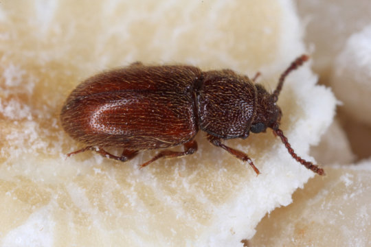 beetle Cryptophagus of the family Cryptophagidae, the silken fungus beetles, pests of some stored products as dried mushrooms and grain