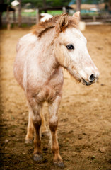 Obraz premium Piękny beżowy kucyk