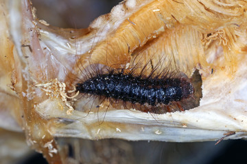 skin beetle larvae on dead fish
