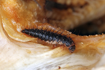 skin beetle larva on dead fish