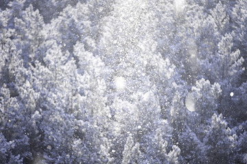 defocused winter background