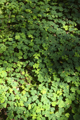 Wood sorrel on the ground in the forest