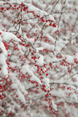 Firethorn bush coated with snow