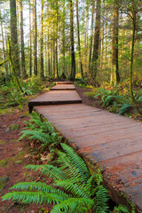 Hiking Trail Wood Walkway in Lynn Canyon Park Vancouver BC Canada
