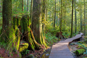 Fototapeta premium Szlak turystyczny przez las w Lynn Canyon Park Vancouver BC Kanada