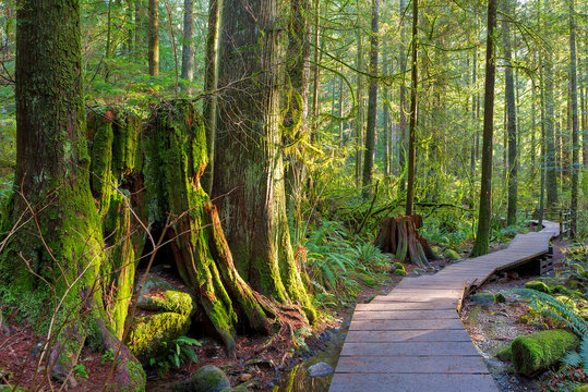 Hiking Trail Through Forest in Lynn Canyon Park Vancouver BC Canada