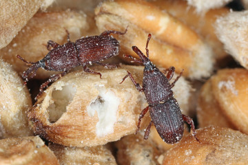 wheat weevil Sitophilus granarius beetles on damaged grain