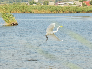 A large wing stroke of a great egret, Ardea alba. Summer countryside river landscape background