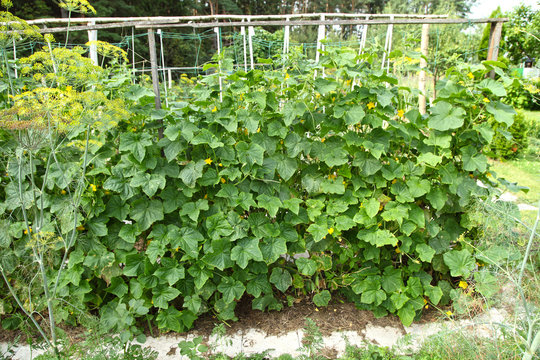 Cucumbers grow in the garden under mulch from dry grass. Organic farming.